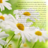 1 Peter 3:1-6 - Beauty More Than Adorning - Bible Verses To Go