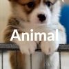 Animal Christian Phone Wallpaper
