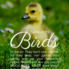 Christian Wallpaper – Baby Duck Matthew 6:26