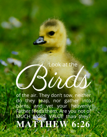 Baby Duck Matthew 6:26