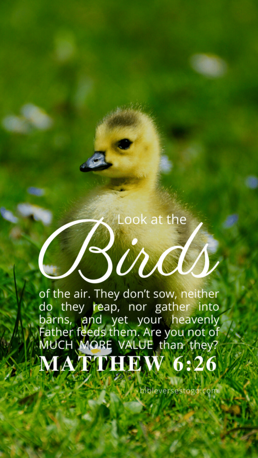 Christian Wallpaper – Baby Duck Matthew 6:26