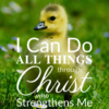 Christian Wallpaper – Baby Duck Philippians 4:13