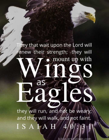 Bald Eagle Isaiah 40:31