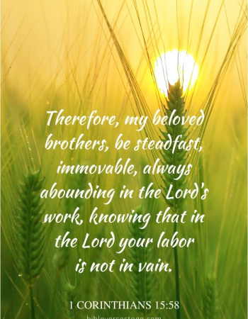 Barley Field 1 Corinthians 15:58