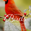 Christian Wallpaper – Cardinal Matthew 6:26