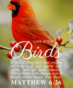 Christian Wallpaper – Cardinal Matthew 6:26