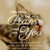 Christian Wallpaper - Cat Eyes Jeremiah 29:11