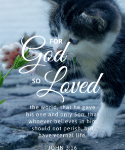 Christian Wallpaper – Cat Paw John 3:16