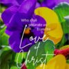 Christian Wallpaper - Colorful Pansies Romans 8:35