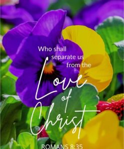 Christian Wallpaper - Colorful Pansies Romans 8:35