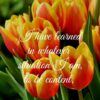 Christian Wallpaper - Contentment Philippians 4:11