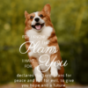 Christian Wallpaper – Corgi Jeremiah 29:11