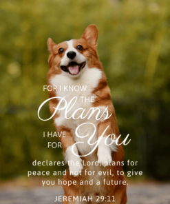 Christian Wallpaper – Corgi Jeremiah 29:11
