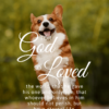 Christian Wallpaper – Corgi John 3:16