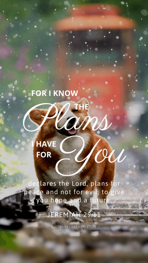 Christian Wallpaper - Dog Smile Jeremiah 29:11
