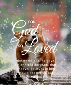 Christian Wallpaper - Dog Smile John 3:16