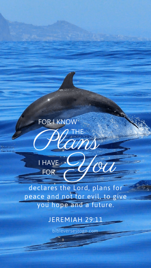 Christian Wallpaper – Dolphin Jeremiah 29:11