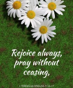 Christian Wallpaper - Five Daisies 1 Thessalonians 5:16-17