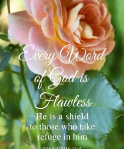 Christian Wallpaper - Flawless Rose Proverbs 30:5