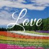 Christian Wallpaper – Flowerfield 1 Corinthians 13:4-8