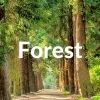 Forest Christian Phone Wallpaper