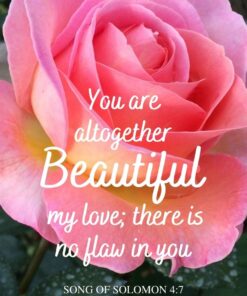 Christian Wallpaper - Gorgeous Rose Song of Sol 4:7
