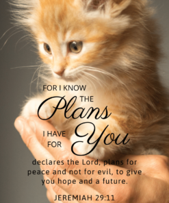Christian Wallpaper - Kitten Jeremiah 29:11
