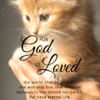Christian Wallpaper - Kitten John 3:16