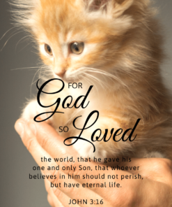 Christian Wallpaper - Kitten John 3:16