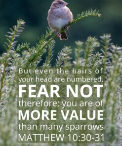 Christian Wallpaper - Little Sparrow Matthew 10:30-31