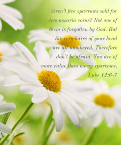 Luke 12:6-7 - More Value Than Many Sparrows - Bible Verses To Go