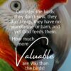 Christian Wallpaper - More Valuable Luke 12:24