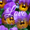 Christian Wallpaper – Pansies 1 Corinthians 13:4-8