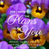 Christian Wallpaper – Pansies Jeremiah 29:11