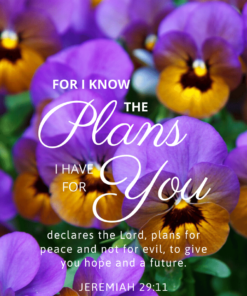 Christian Wallpaper – Pansies Jeremiah 29:11