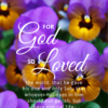 Christian Wallpaper – Pansies John 3:16