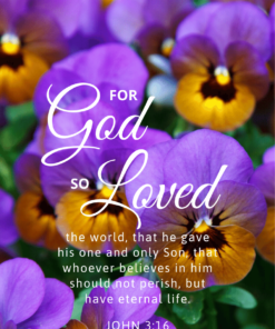 Christian Wallpaper – Pansies John 3:16