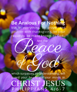 Christian Wallpaper – Pansies Philippians 4:6-7