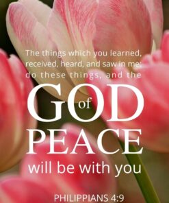 Christian Wallpaper - Pink Tulips Philippians 4:9