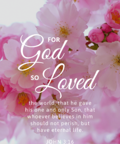 Christian Wallpaper - Pink Bloom John 3:16