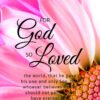 Christian Wallpaper – Pink Daisy John 3:16