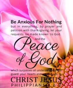 Christian Wallpaper – Pink Daisy Philippians 4:6-7