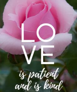 Christian Wallpaper – Pink Rose 1 Corinthians 13:4