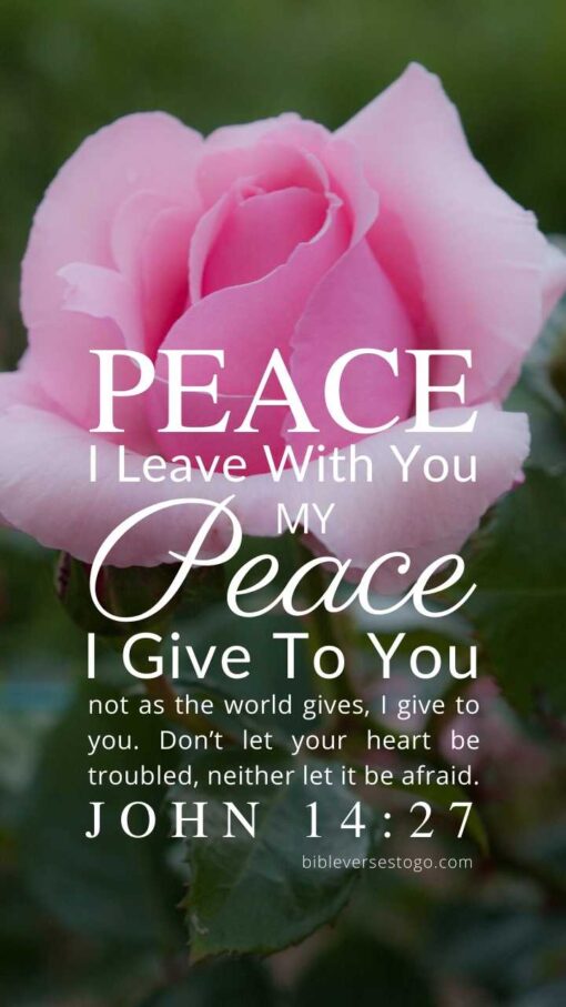 Christian Wallpaper – Pink Rose John 14:27