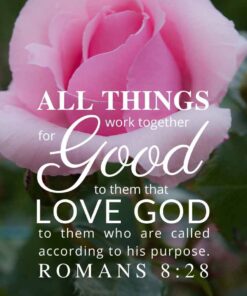 Christian Wallpaper – Pink Rose Romans 8:28