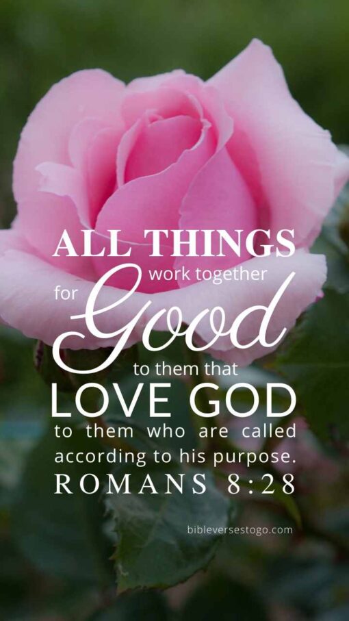 Christian Wallpaper – Pink Rose Romans 8:28