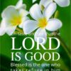 Christian Wallpaper - Plumeria Psalm 34:8