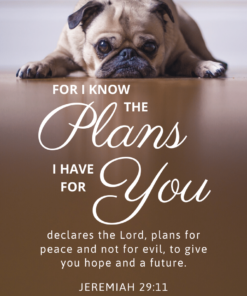 Christian Wallpaper - Pooped Pug Jeremiah 29:11