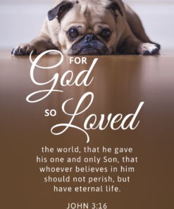 Christian Wallpaper - Pooped Pug John 3:16