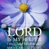 Christian Wallpaper - Purple Field Hebrews 13:6